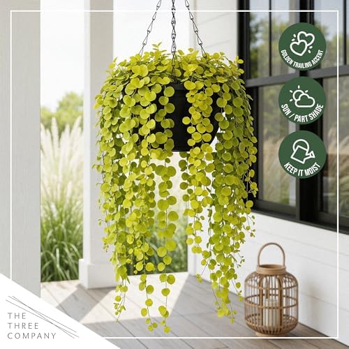 Creeping Jenny (Lysimachia nummularia) (2 Pack) - Live Trailing Ground Cover Perennial, 6" Tall by 4" Wide in 1 Pt Pot