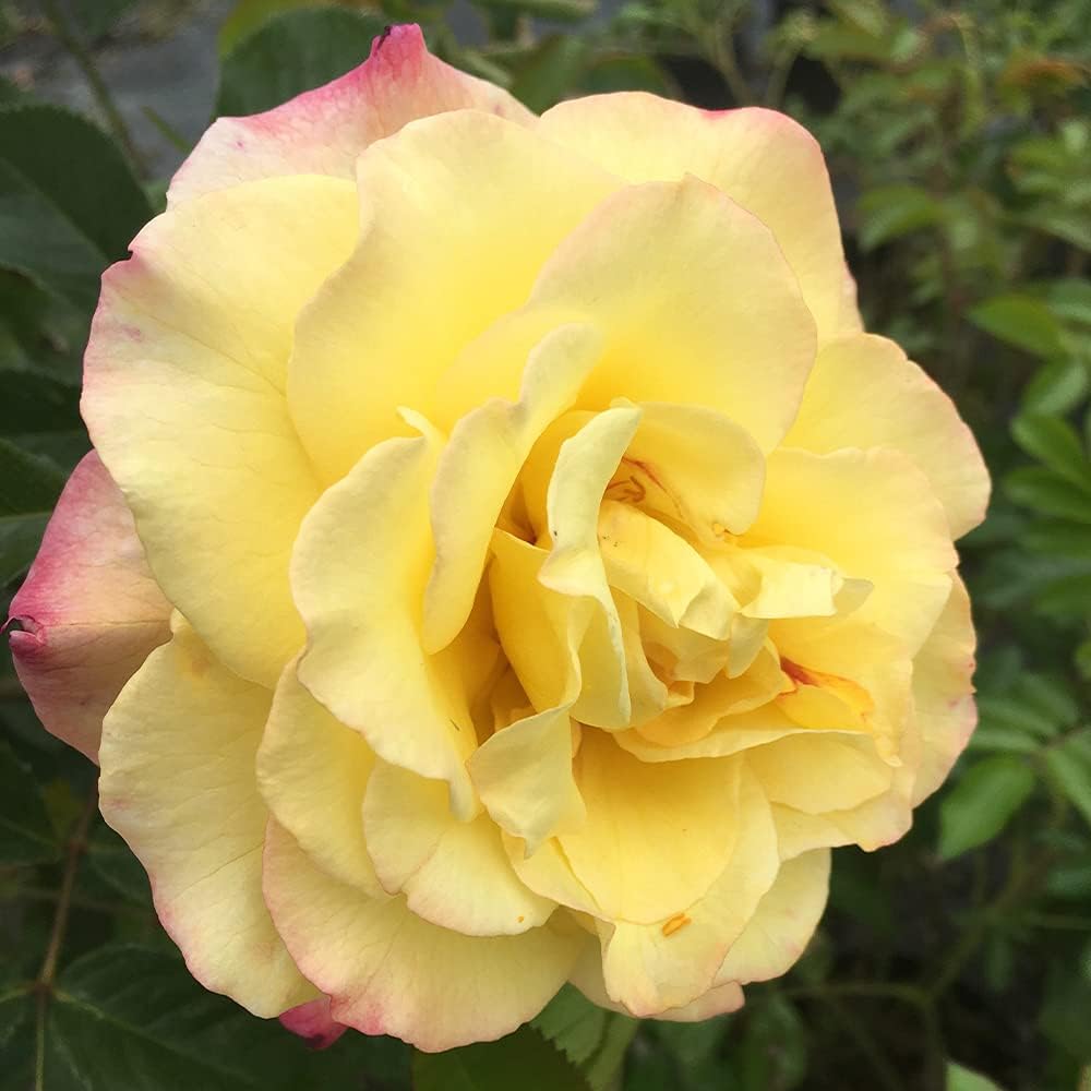 Heirloom Rugosa Roses, Live Own Root Plant, Rugelda | Lightly Fragrant, Hardiness Zones: 5-9, Repeat Blooming,For Outdoor Gardens, Planters, and Pots