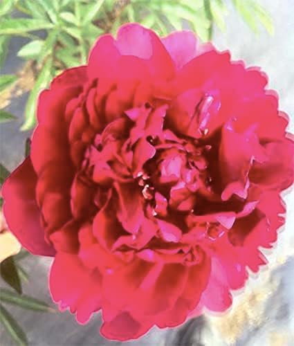 Felix Supreme Double Carmine Red Peony Bare Root 3-5 Eyes