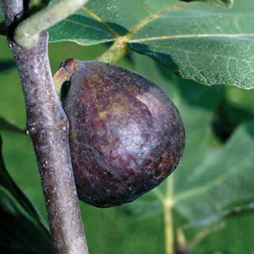Chicago Hardy Fig Fruit Tree- Premium Size