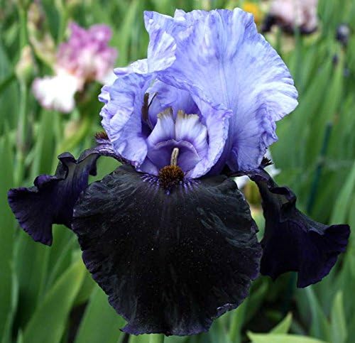 DANGEROUS MOOD GERMAN BEARDED REBLOOMING IRIS (1) Rhizome/Bulb/Root Ready for Planting Now
