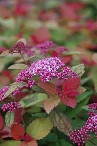 Proven Winners - Spiraea jap. Double Play Gold (Spirea) Shrub, , #3 - Size Container