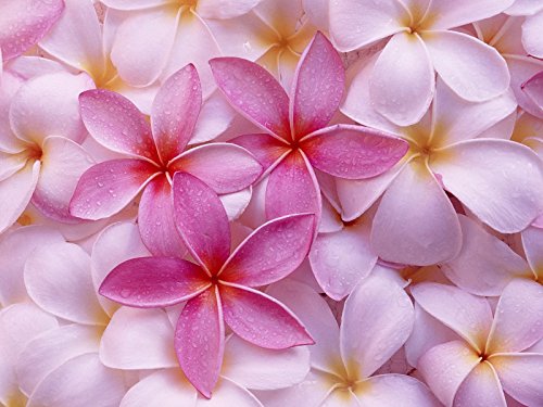 4 Hawaiian Plumeria Plant Cuttings Mixed Colors Pink, Yellow, White