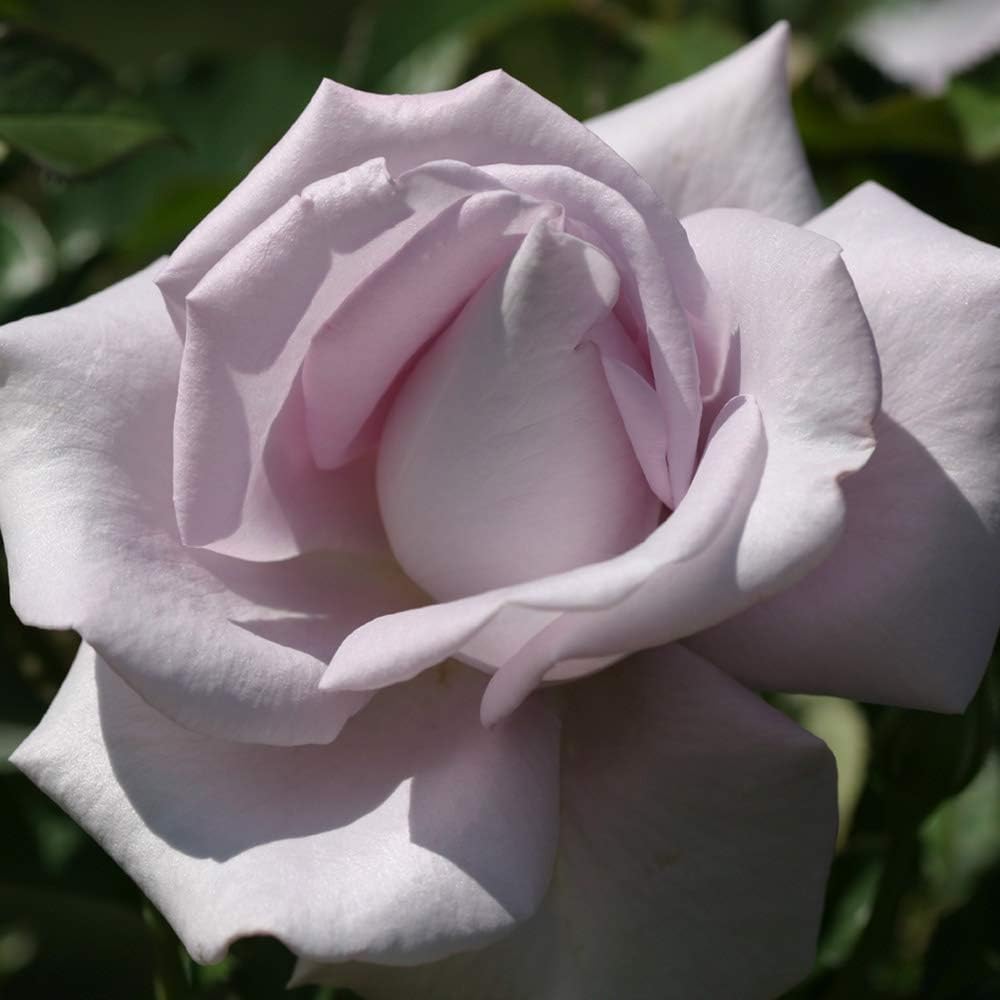 Heirloom Grandiflora Roses, Live Own Root Plant, Lagerfeld
