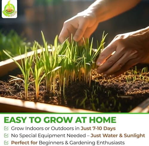 Todd's Seeds Hard Red Wheatgrass Seeds, 5 lb Bulk – Non-GMO | Hard Red Winter Wheat variety. Bulk 5 lb supply. High germination rate. Grow in soil or hydroponics. USA packed.