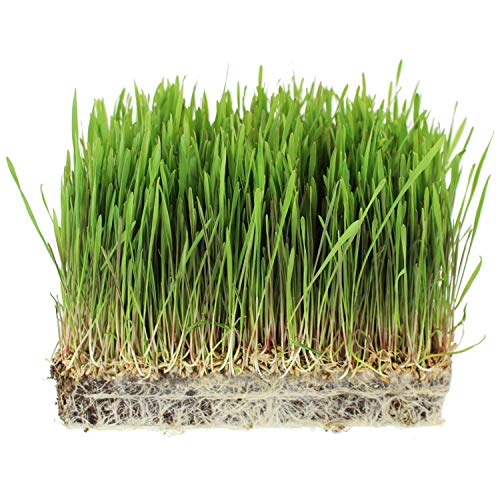 Handy Pantry Organic Rye Grain Seeds - Rye Seed 5 Lb Bulk Sprouting | Organic Rye Berries and Seeds for Flour, Meal, Pasta, Marble Bread, Cracked Grain, Sprouting, and Grass Growing