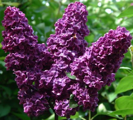 Spectacular Flowering Lilac French Dark Purple Potted Plant, Great as a Accent Plant, Starter Plant, in Dormancy