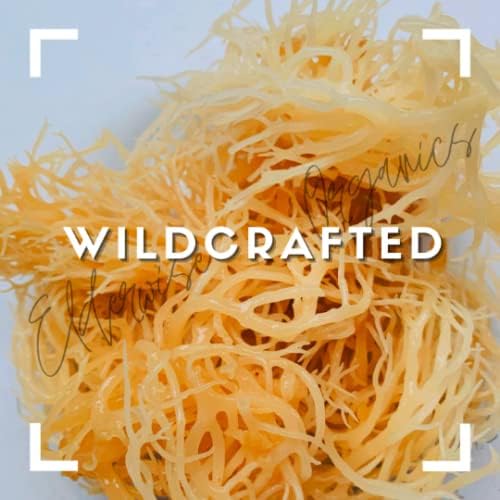 Elderwise Golden Sea Moss, Raw Wildcrafted Gracilaria, Makes 24oz Gel