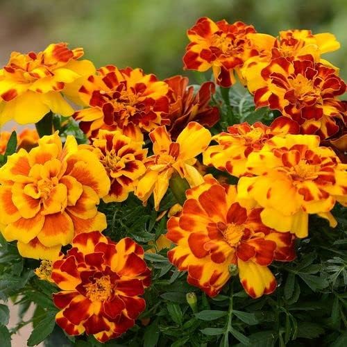 Park Seed Whopper Mix Marigold Flower Seeds – Giant 4-Inch Double Blooms in Yellow, Gold & Orange, Compact and Weather-Resistant Plants, Easy to Grow for Beds or Containers – Pack of 25