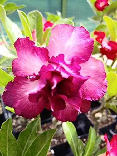 Desert Rose Seeds Mixed Colors Adenium Obesum 100 Pack Single and Multi Colored Flowers