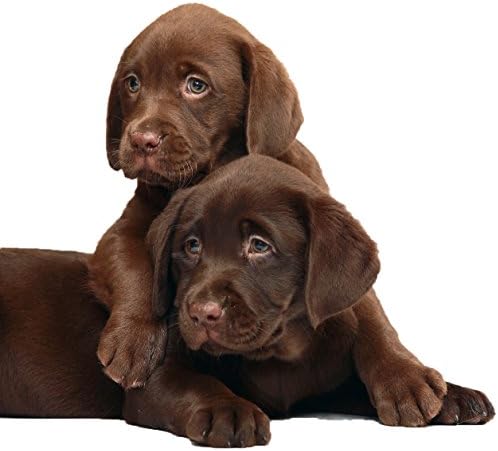 RenuPlex Extra Strength Mange Dog Shampoo - Supports Skin Problems and Mange Control. Unconditional Guarantee. Made in USA