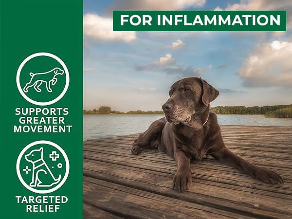 Green Lipped Mussel for Dogs – High Strength Hip & Joint Supplement for Dogs with Omega-3 – Supports Dog Joint Health