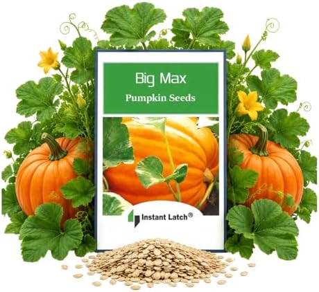 20 Big Max Pumpkin Seeds for Planting Non GMO Heirloom Seeds Fresh Garden Seed
