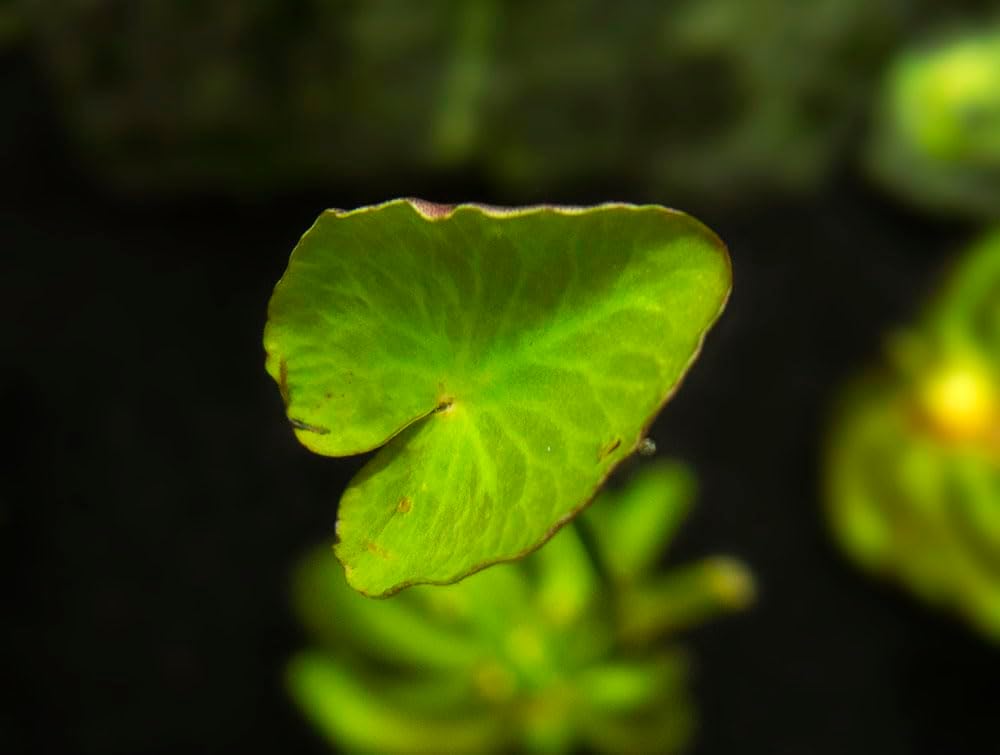 Banana Plant (Nymphoides Aquatica) Live Aquarium Plants BUY2GET1