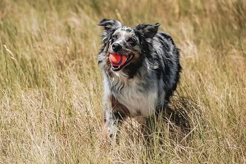 Chuckit! Ultra Ball Dog Toy, Balls for Dogs to Fetch, Durable Rubber, Small 2-inch, Pack of 2