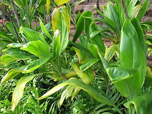 HAWAIIAN GREEN TI LEAF PLANT 2 LOGS ~ GROW HAWAII