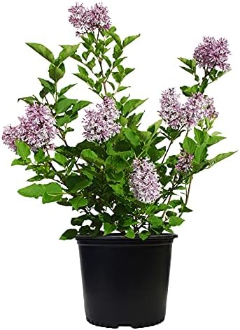 Proven Winners - Syringa x Bloomerang Dark Purple (Reblooming Lilac) Shrub, dark purple flowers, #3 - Size Container