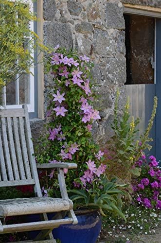 Raymond Evison Clematis - Clematis Giselle (Clematis) Perennial, pink flowers, 8`` - Size Container