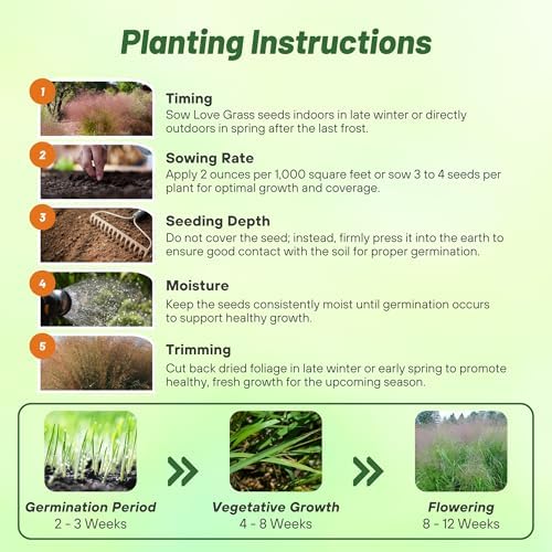 Outsidepride 500 Seeds Perennial Eragrostis Spectabilis Ornamental Love Grass Seed for Planting