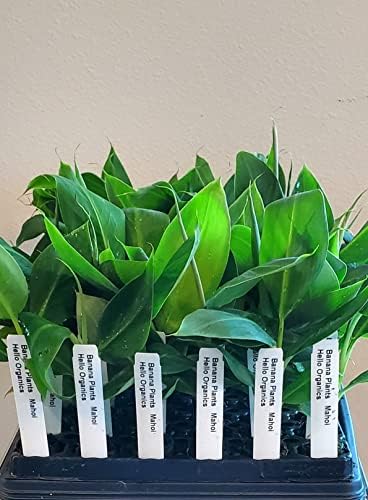 Banana Plants Double (Mahoi) Includes Four (4) Plants