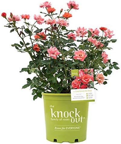 Green Promise Farms Rosa `Double Knock Out` (Reblooming) Rose, 3 Size Container, pink flower