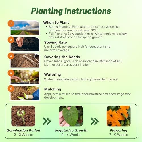 Outsidepride Sunrise Orange Thunbergia Black Eyed Susan Seeds - 100 Pcs Annual, Climbing Vine Flower Seeds for Planting Orange Blooms for Low Maintenance Gardens, Containers, Trellis & Fences