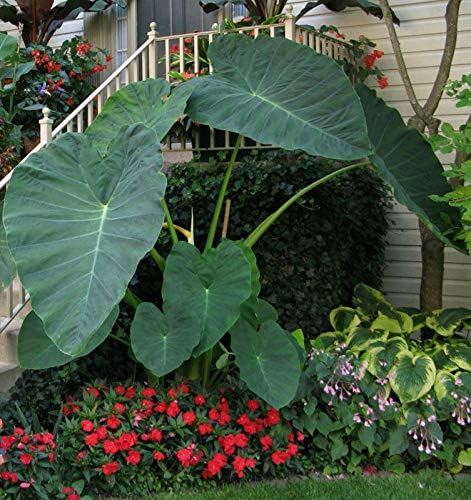 3 LIVE BULBS Colocasia gigantea Thailand Giant Thai Giant Elephant Ear Huge Leaf