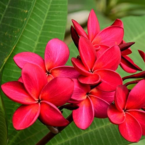 Frangipani Red Plumeria Plant Hawaii Cuttings 2 Pack lo987 Discount Hawaiian Gifts