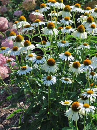 Echinacea purpurea ‘Cheyenne Spirit’ (Coneflower) Live Perennial, Size-#1 Container, Mixed Color Summer Flowers, USDA Zones 4-8