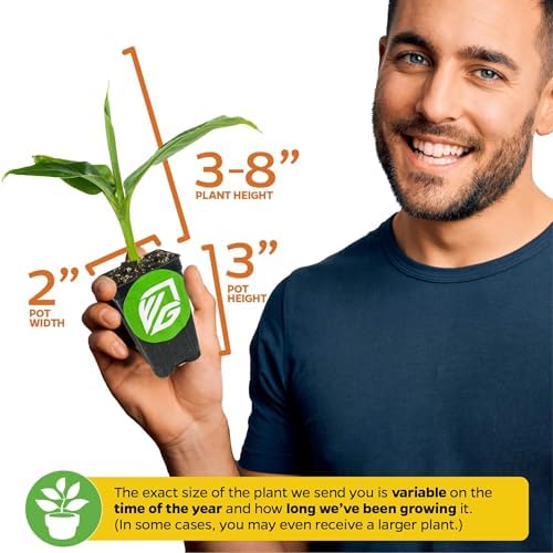 Ice Cream Banana Tree (1-Pack) Live Plants by Wellspring Gardens | Easy to Grow Plants for Nature Lovers & Gardeners- Outdoor Planting in Patio | Musa acuminata