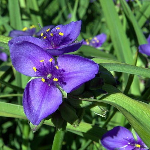 100 Ohio Spiderwort (Widows Tears/Bluejacket) Tradescantia Ohiensis Flower Seeds