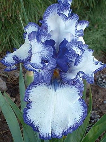 HEMSTITCHED GERMAN BEARDED REBLOOMING IRIS (1) Rhizome/Bulb/Root Ready for Planting Now