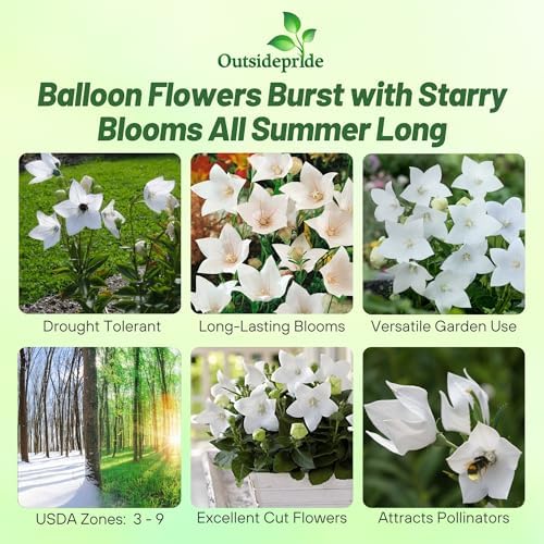 Outsidepride Blue Balloon Flower Seeds for Planting – 1000 Pcs Perennial, Drought-Tolerant, Easy to Grow, Low Maintenance, Pollinator-Friendly, Star-Shaped Blooms for Outdoor Gardens and Borders