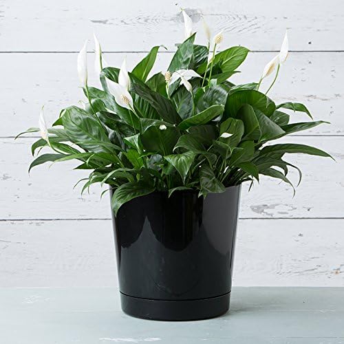 Novelty Majestic Full Depth Round Cylinder Pot, Glossy White, 8-Inch (10082)