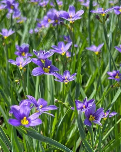 Perennial Farm Marketplace Sisyrinchium angustifolium ‘Lucerne’ (Blue-Eyed Grass) Native Live Perennial, Size-Quart, Blue Spring to Summer Flowers