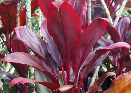 HAWAIIAN RED TI LEAF PLANT 2 LOGS ~ GROW HAWAII