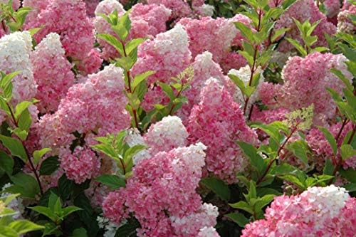 First Editions - Hydrangea pan. Vanilla Strawberry (Panicle Hydrangea) Shrub, #2 - Size Container