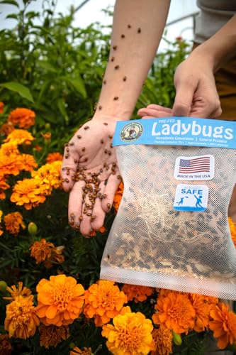 General Predator Garden Pack 1,500 Ladybugs Plus 1,000 Lacewing Eggs Plus 5 Million Hb/Sc/Sf Nematodes