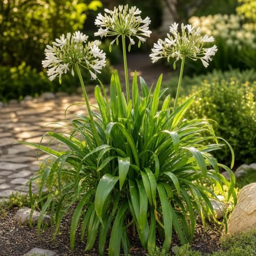 Agapanthus Africanus Getty White | 60 Live Plants | Evergreen Perennial, Summer Blooms, Long-Lasting Flowers, Low Maintenance, Container Friendly, Dramatic Foliage, Pollinator Friendly