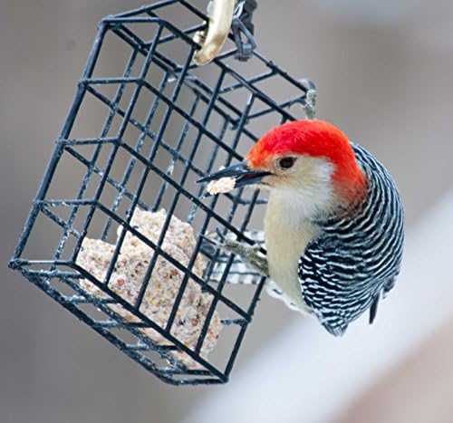 ST. ALBANS BAY SUET PLUS Suet Cake Variety Packs, 11 oz. Wild Bird Suet Cakes (High Energy, 10 Pack)