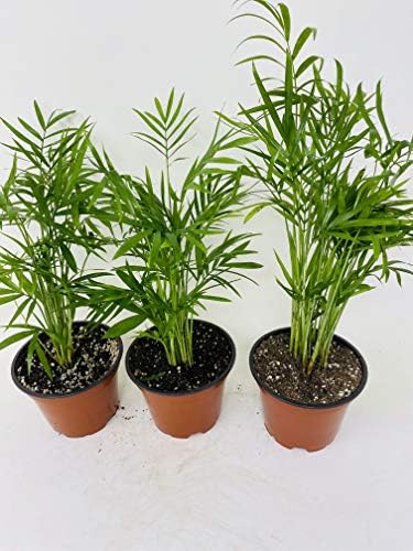Areca Palm Plant Dypsis lutescens 2" Pot