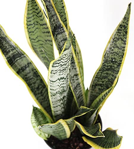 American Plant Exchange Snake Plant – Medium 6-Inch Pot Yellow Sansevieria Trifasciata, Drought-Tolerant, Air-Purifying Live Houseplant for Home