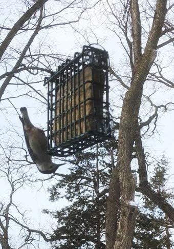 Wildlife Sciences Window Suet Feeder Cage Suet Cake Combo for Wild Birds | includes 1 Window Feeder and 11 ounce Peanut Suet Cake