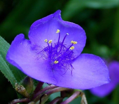 100 Ohio Spiderwort (Widows Tears/Bluejacket) Tradescantia Ohiensis Flower Seeds
