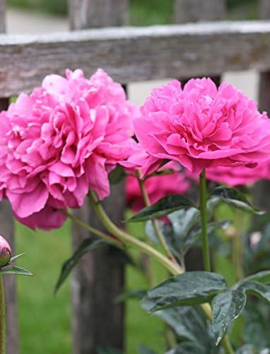 Sarah Bernhardt Garden Peony - Pink Paeonia (3 Roots)