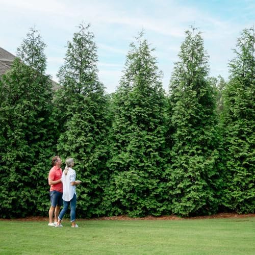 Brighter Blooms - Thuja Green Giant Arborvitae, 3-4 ft. - No Shipping to AK, AZ, HI, OR
