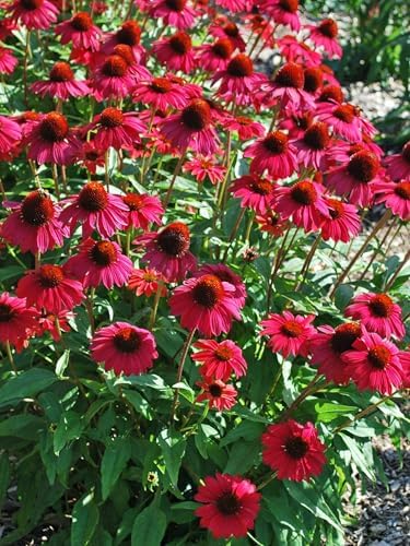 Echinacea purpurea ‘Cheyenne Spirit’ (Coneflower) Live Perennial, Size-#1 Container, Mixed Color Summer Flowers, USDA Zones 4-8
