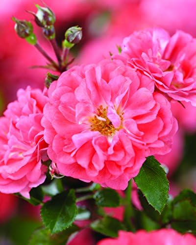 Drift Roses - Rosa Peach Drift (Rose) Rose, double peach flowers, #2 - Size Container