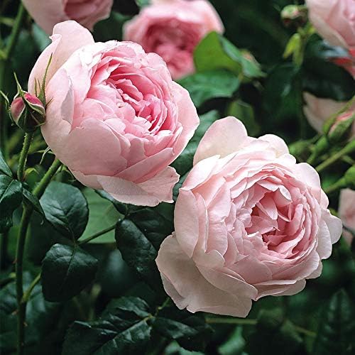 Heirloom English Shrub Roses, Live Own Root Plant, Scepter'd Isle® | Exceptionally Fragrant, Hardiness Zones: 5-10, Continual Blooming