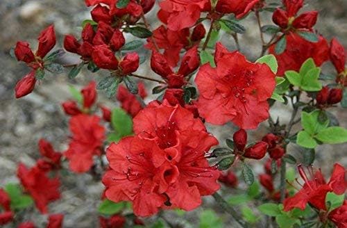 Hershey Red Azalea - Live Plant - Full Gallon Pot